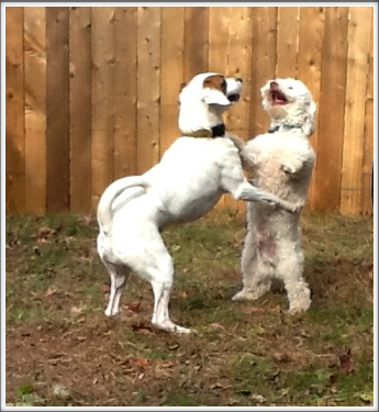 Winston and Charlie 11/15/13